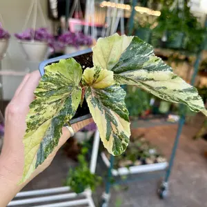 Begonia ‘Ginny galaxy’ - 3" pot
