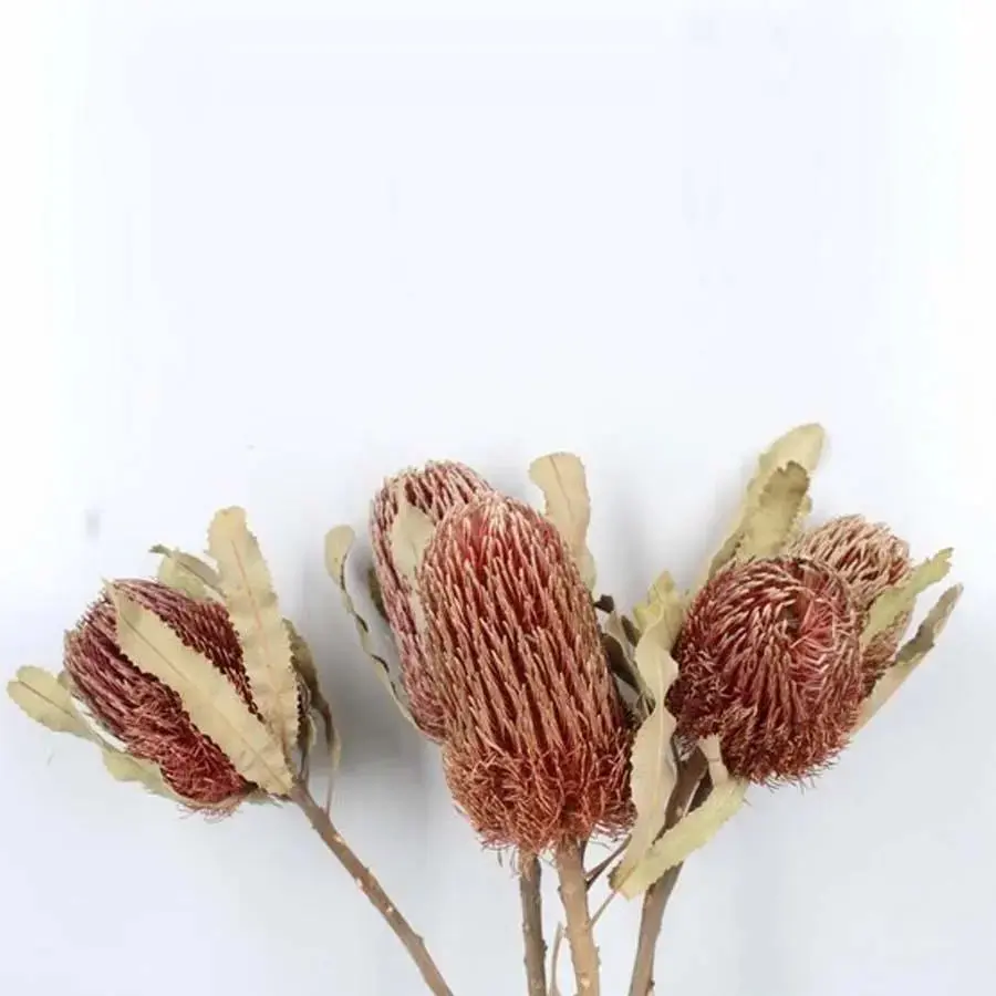 Banksia Menziesii (Dried) - 10 Stem Bunch