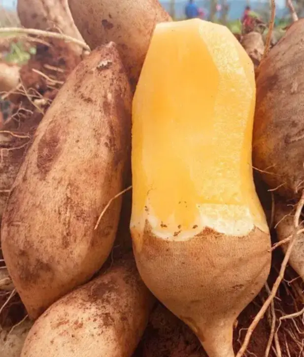 Yacon Root Seeds for Planting, Sweet Underground Fruit Plant, Easy Growing Edible Garden Seeds, Unique Perennial Vegetable for Home Garden & Backyard