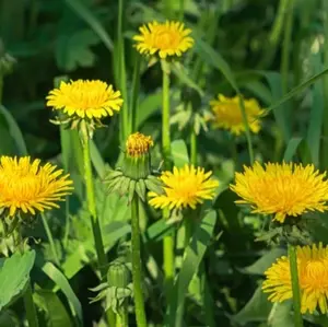 Dandelion Root Tincture