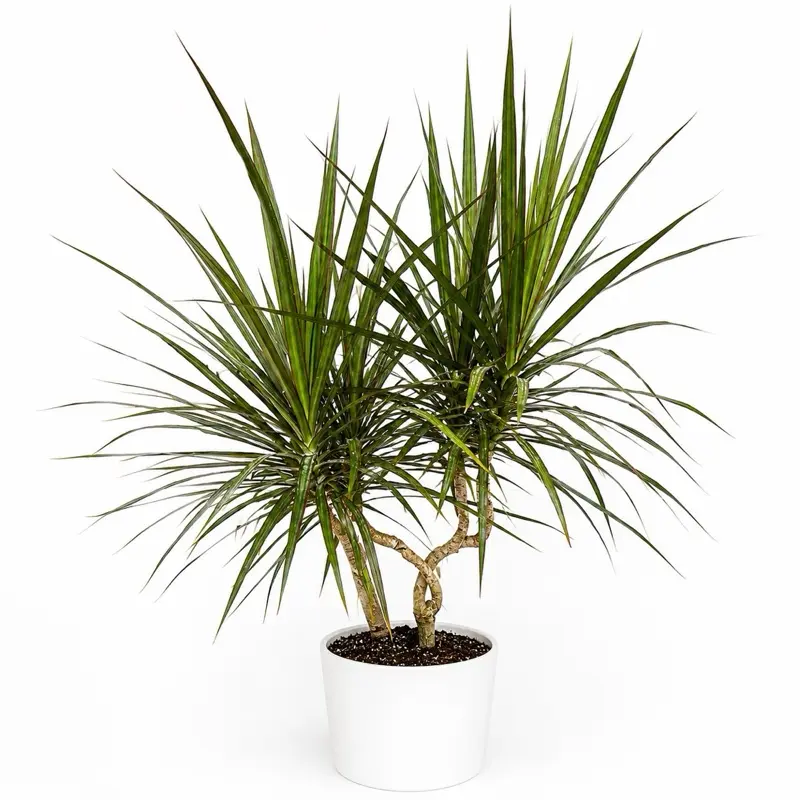 XL Dracaena Margitana Candelabra 8" pot  House Plant Beginner Friendly Low Maintenance Vibrant Foliage Decorative Home Accent