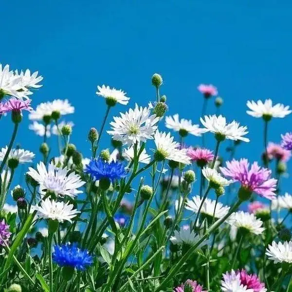 300 Pcs Bachelor’s Button Seeds - Drought-Tolerant Perennial Wildflower Seeds for Gardens, Cottage Gardens, Meadows, Pollinator-Attracting Plant Seeds