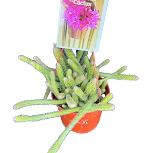 6" Rat Tail Cactus, Blooming Cactus, Live Houseplant, Indoor Plant