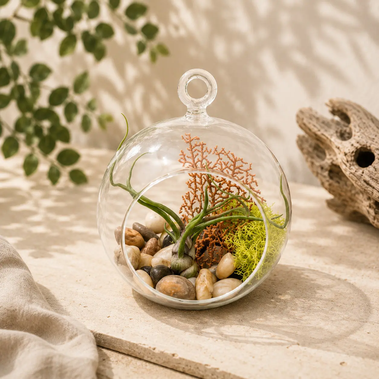 Hanging Tillandsia Bulbosa Seafan Terrarium with Flat Bottom