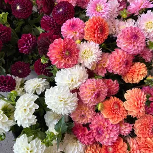 200pcs Gorgeous Dahlia Seeds – Long Lasting Colorful Flowers