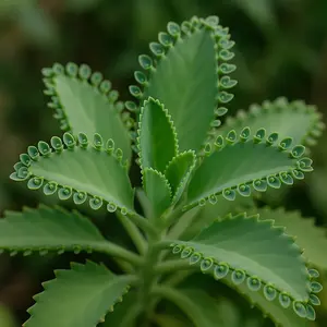 3 Mother of thousands Kalanchoe daigremontiana~mexican hat plant succulent -