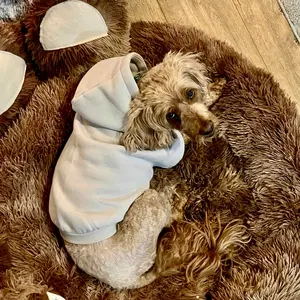 Comfrt | Standard Paw Hoodie