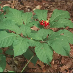 American Ginseng Seeds Organic Wild Grown (Panax quinquefolius) – Medicinal shade plant, also called Wild or Striated Ginseng