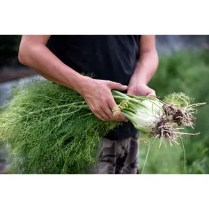 Fennel Wild Italian Herb - 100+ seeds