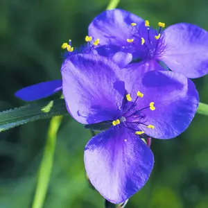 Ohio Spiderwort Seeds Tradescantia Ohiensis | 100 Seeds