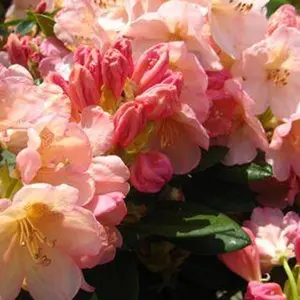 Percy Wiseman Rhododendron