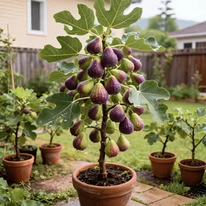 Heirloom Non-GMO Fig Tree Live Plant – Hardy Perennial Fig Fruit Tree Starter for Outdoor Garden, Patio, and Backyard Planting