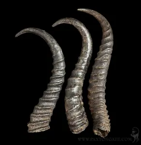 African Springbok Horn