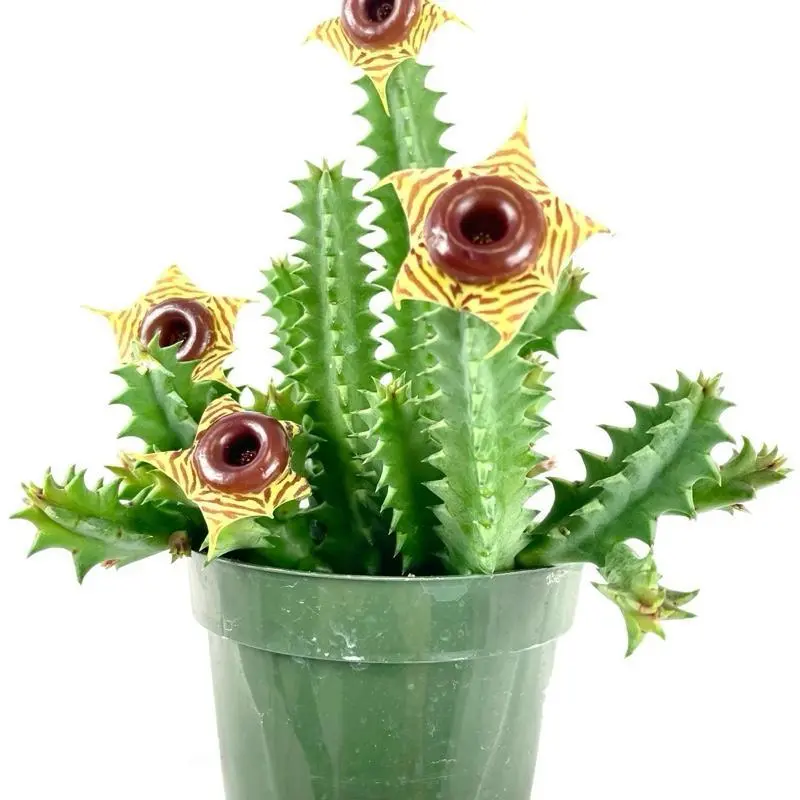 Lifesaver cactus Potted Live Plant 4in
