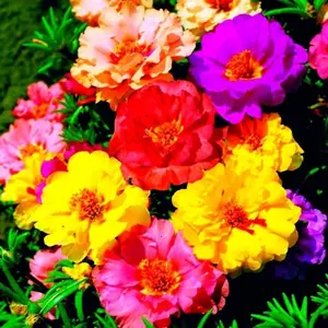 Purslane(Moss rose) Double Flower Mix Terry Portulaca Grandiflora Seed Mix 10000+ Seeds for Growing Flower Garde
