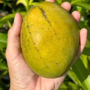Carrie mango tree crafted 3 gal