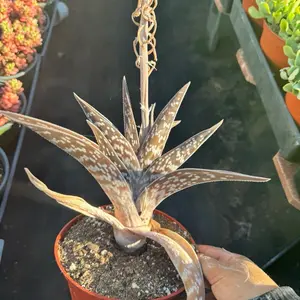 Gonialoe plant 6 inch pot