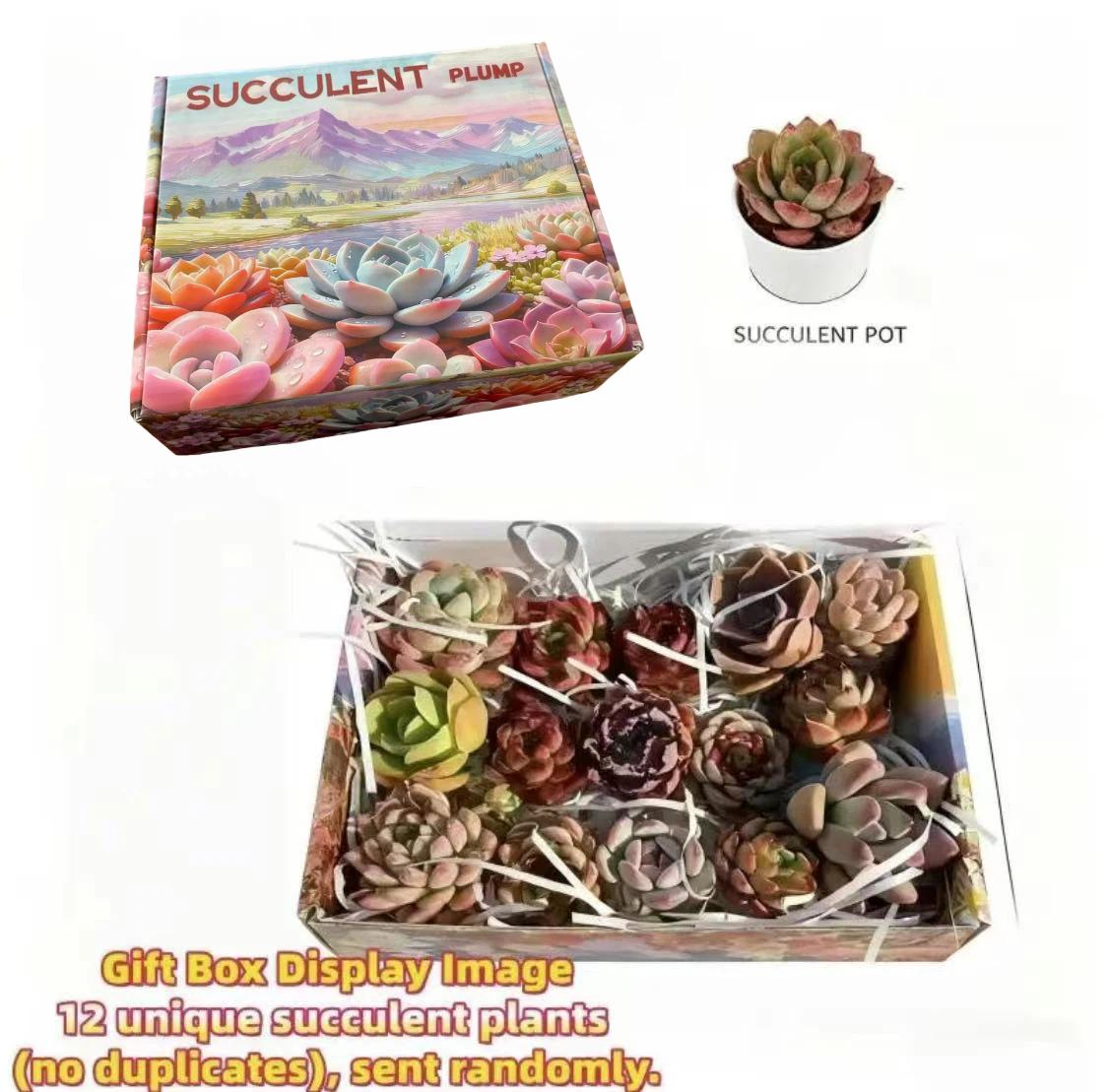 12/15 Pcs Mixed Live Succulents – Assorted Varieties, Random Bulk Succulents with Root Moisture Protection, for Garden, Indoor, Office Desk Decor – Gift Box, Idea for Mother's Day Hardy