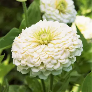 Polar Bear Zinnia Seeds