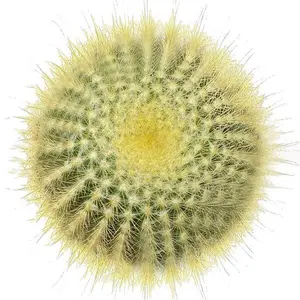 Golden Ball Cactus - Parodia leninghausii