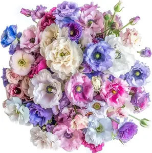 800 Pcs Prairie Gentian (Lisianthus) Seeds – Elegant Multi-Petal Eustoma for Backyard Flower Gardens & Landscape Accents (Seeds Only)