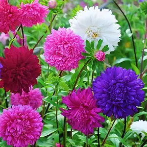5gChina Aster Callistephus Mixed Seeds, Suitable for Home Gardening, Untreated and Heirloom Seeds, Attracts Bees, Birds, Butterflies, Insects, Hummingbirds, Suitable for Beginners, Non-GMO, Home Gardening