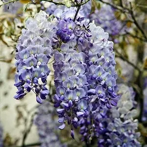 1 Live Plant Blue Moon Wisteria Vine Plant 6-10" Beautiful Garden Plant
