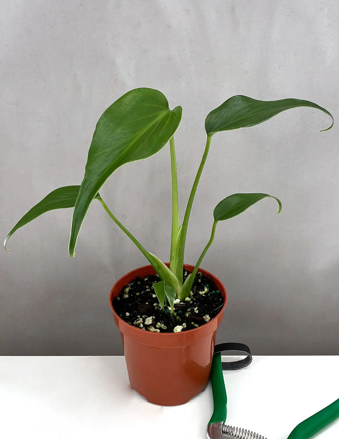 Monstera Burle Marx Flame Monstera Burle Marx Flame