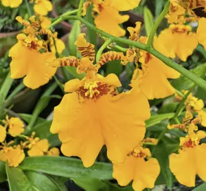 Oncidesa Gower Ramsey 'Orange Delight' | 3.5" Pot | BS not in bloom