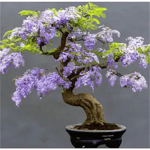 10pcsVine tree potted seeds Planting Wisteria bonsai Precious bonsai wisteria seeds decorate your home bedroom garden balcony