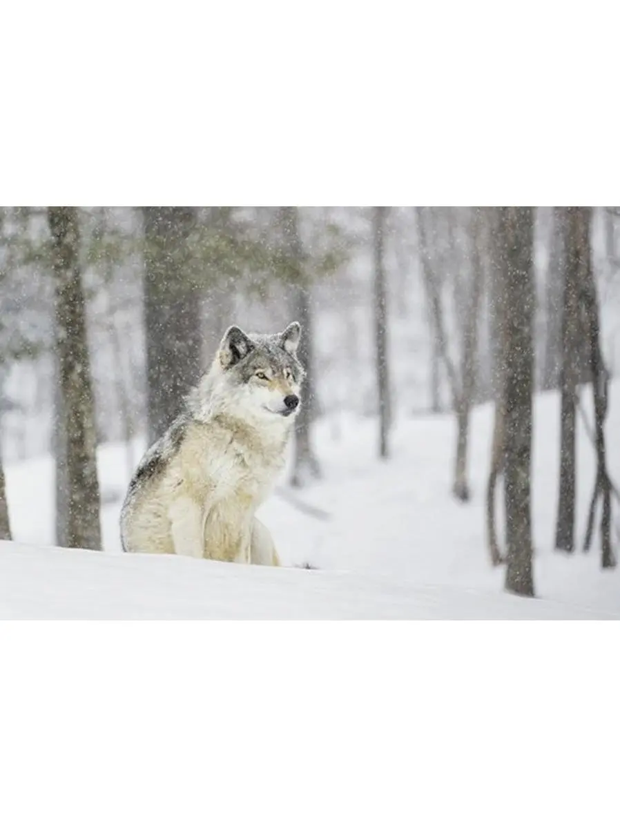 212 MAIN Artistic Wolf in Snowfall Forest Wall Decor Poster Print by Dominic Marcoux - 36x24 in Large Size, Ideal Home Decor Gift for Home Supplies