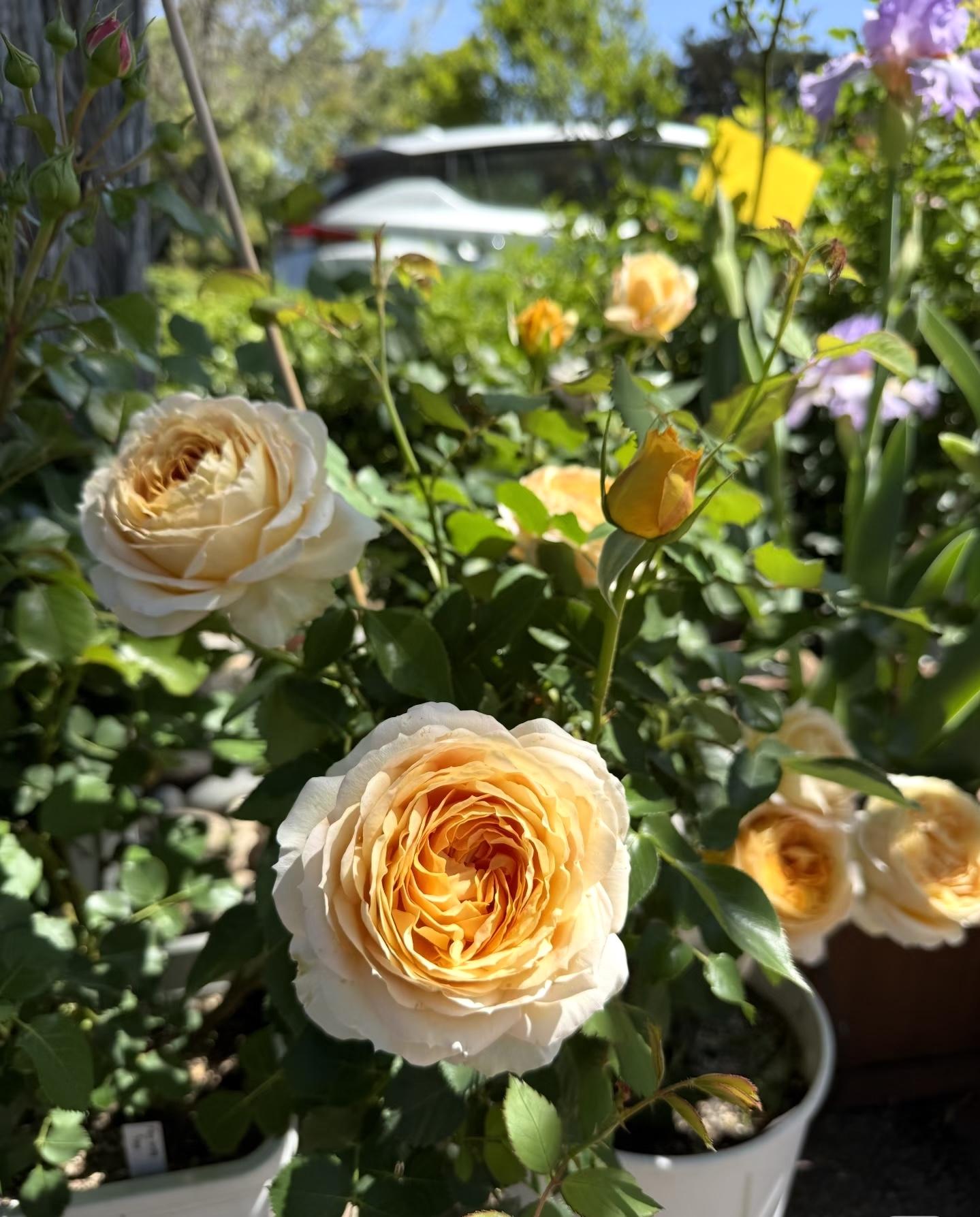 200 Rare Golden Yellow Rose Seeds | Perennial Garden Flower