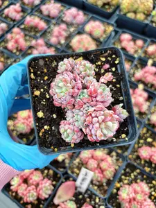 Echeveria Chrissy N Ryan - April Farm/Rare Succulent