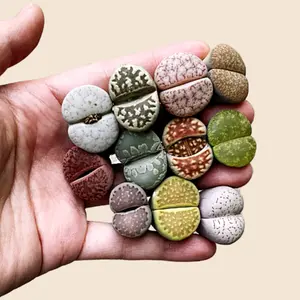 Colorful Lithops Assorted Collection {Perfect Holiday Gift}