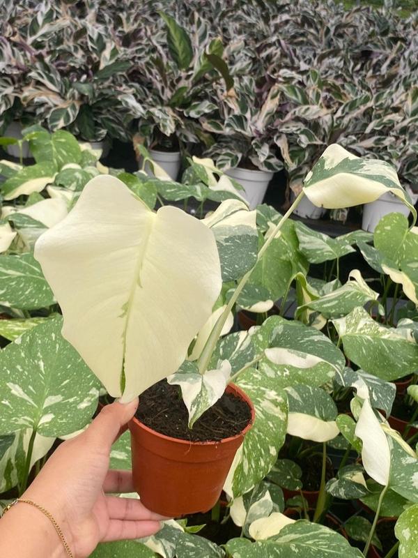 Monstera Thai Constellation : Indoor Plants - Easy Care Houseplant - Starter Plant ,Live Indoor, Easy to Grow - Beginner Plant