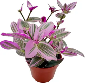 Orchids Tradescantia Nanouk Wandering Jew Indoor Plant - Colorful Pink Houseplants