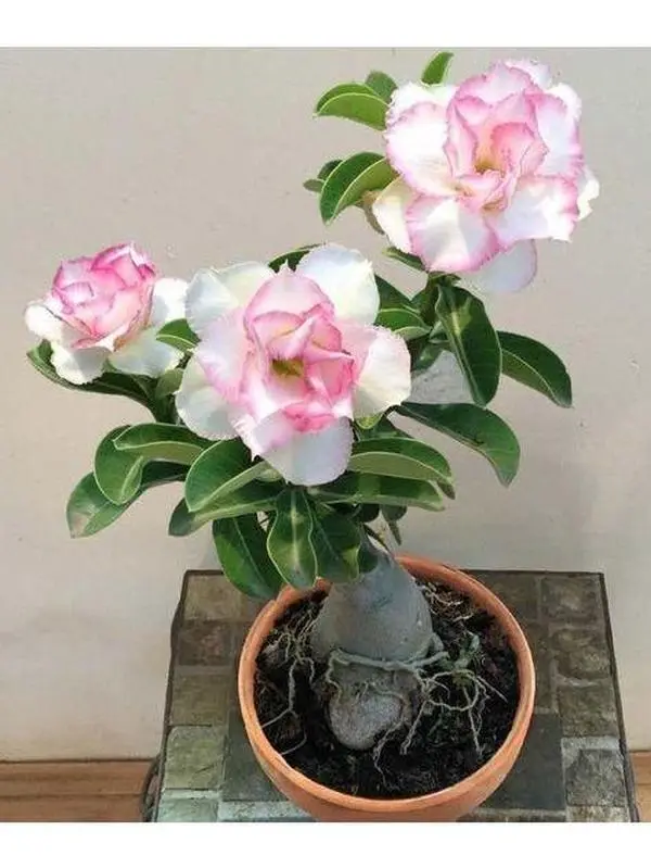 Ornamental Adenium Obesum Caudex Starter Succulent Live Plant - Adenium Bonsai, Bloom-Producing Houseplant for Patio & Garden Use