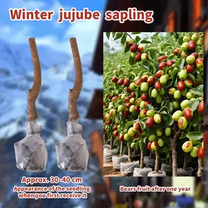 Turn Your Garden Into a Fruit Paradise  Winter Jujube Tree