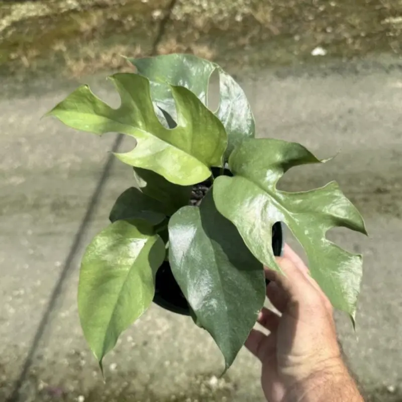 Mini Monstera 6” pot