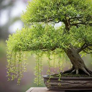 Bonsai Green Weeping Willow Tree Cutting - Thick Trunk Start, Dwarf Bonsai Material. Ships from Iowa, USA