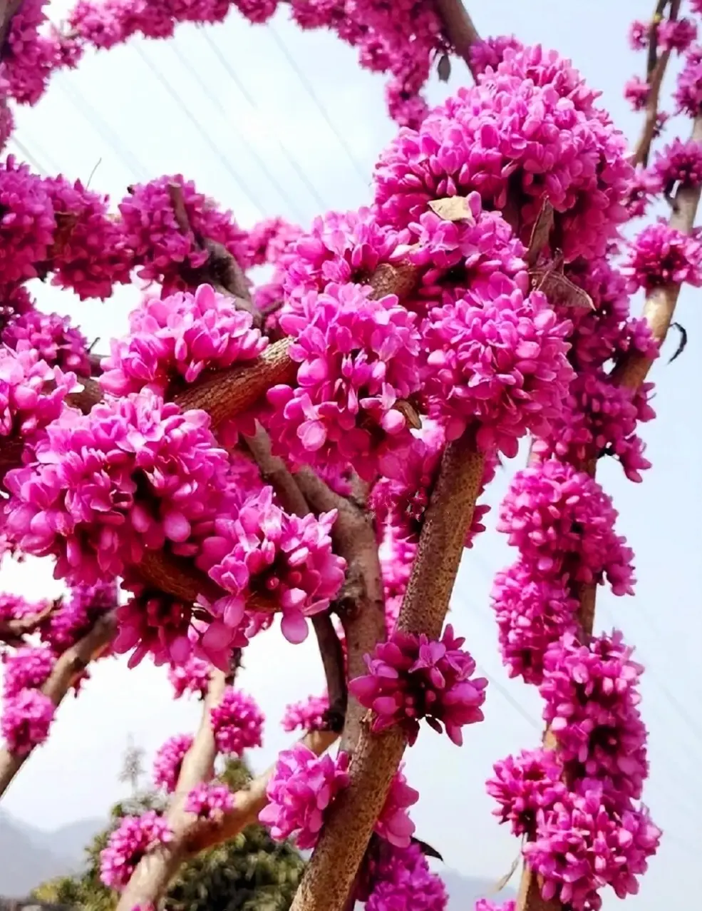 50 Chinese Redbud Tree Seeds Shrub Cercis 0r Bonsai Pink Purple Flower