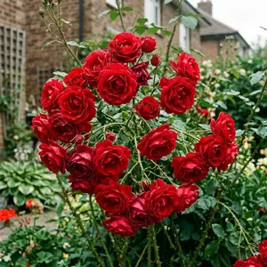 50 Red Rose Seeds for Planting - Heirloom Red Rose Flower Seeds for Home Garden