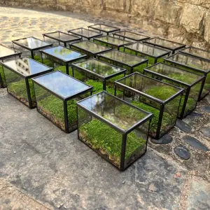 Preserved Moss Art Terrarium in a Mysterious Box Gift Choice - No Water Needed - Home Decor Desktop Decor