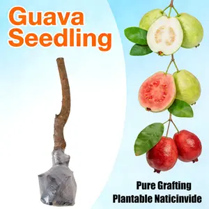 Live Guava Tree Seedling – Beginner Friendly Tropical Fruit Tree for Home Gardens, Patios, and Container Planting