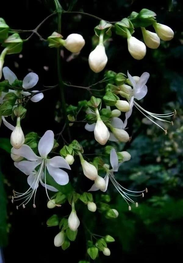 【BUY 2 GET 1 FREE】Trailing Jasmine Seeds Bridal Veil High Germination Rate Nodding Clerodendron Easy to Grow Long Lasting Aroma for Home Garden Fragrant Blooms Rare Cascading Jasmine Perfect for Balconies & Indoor Pots