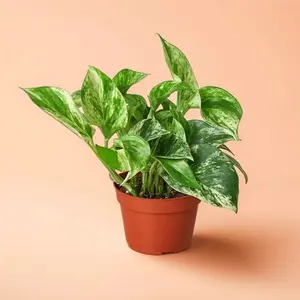 Pothos Marble Queen – Indoor Live Plant, Marbled, Variegated  & Trailing Pothos, Medium, Easy Care & Air Purifying, Low Maintenance, Beginner Friendly, Bright Light Lover