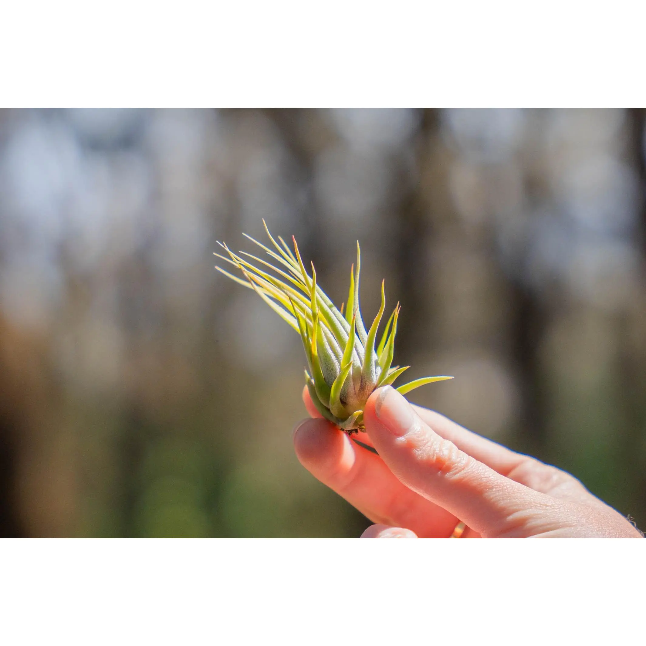 Tillandsia Ionantha Scaposa 'Kolbii' Air Plants [Single Plant]