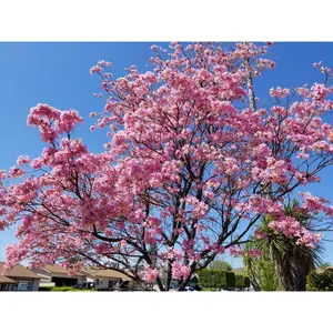 Pink Tabebuia Trumpet Tree - Live Plant in a 3 Gallon Pot - Tabebuia Heterophylla - Beautiful Flowering Tree