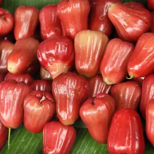 2025 New Red Rose Apple Tree Seeds , Red Wax Jambu Fruit Seeds，Start Your Own Tropical Orchard，Easy To Grow，Rare Species