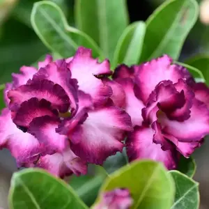 esert Rose Double Purple Live Plant Ornament Decor